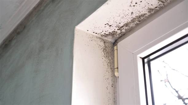 Best Crawl Space Mold Removal  in Brownfields, LA