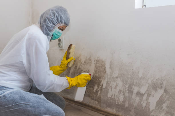 Best Local Mold Removal Service  in Brownfields, LA