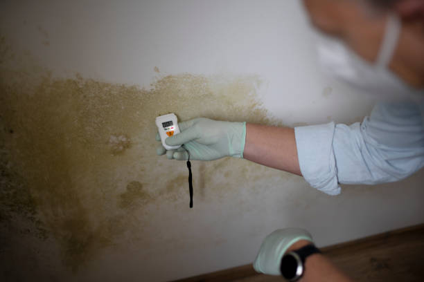 Certified Mold Removal in Brownfields, LA