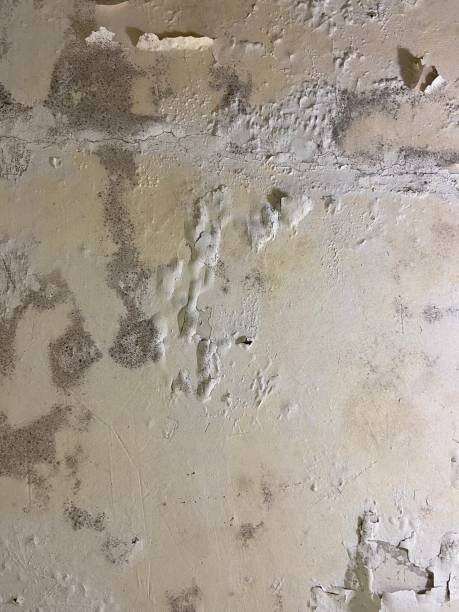 Professional Mold Removal in Brownfields, LA