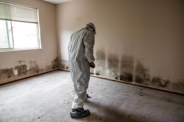 Best Mold Remediation  in Brownfields, LA
