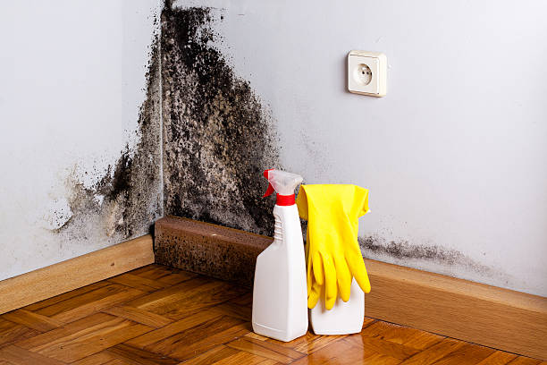 Best Mold Inspection  in Brownfields, LA