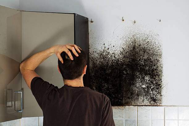 Office Mold Removal Services in Brownfields, LA